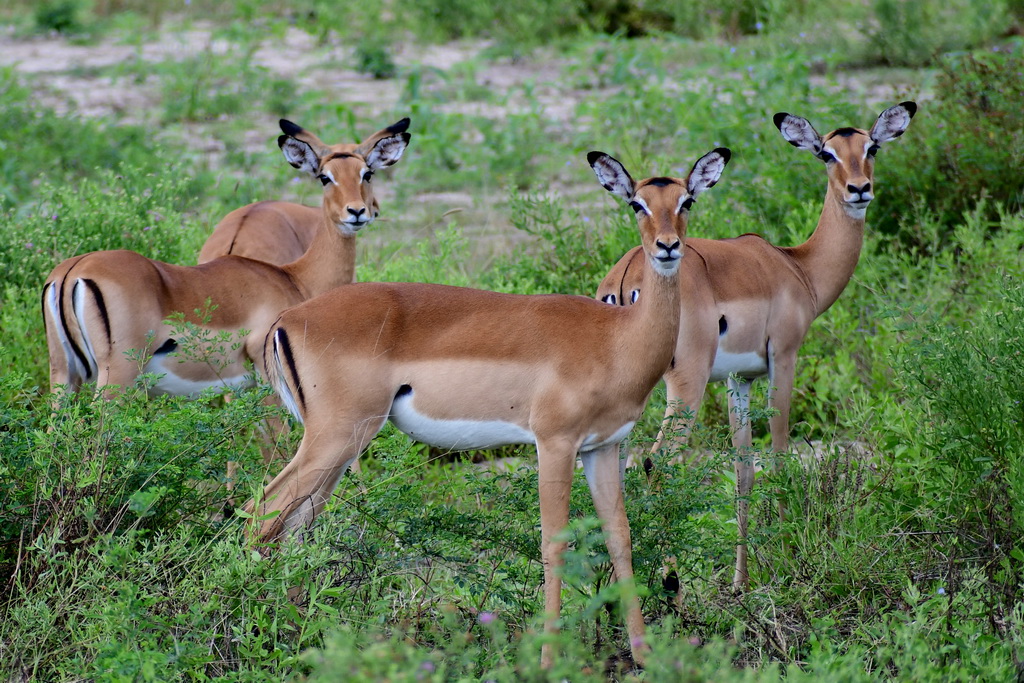 Selous NP